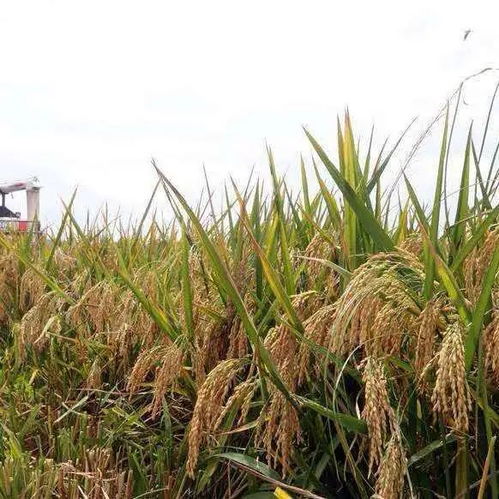 三季度我国农产品市场运行基本平稳——农业农村部市场与信息化司有关负责人答记者问