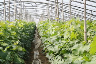 有机农产品的价格与初级农产品的差异及成因分析