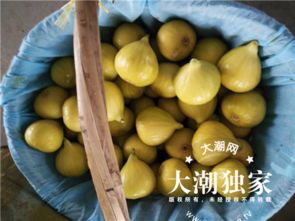 线上线下联动，海宁无花果从庭院走向广阔市场