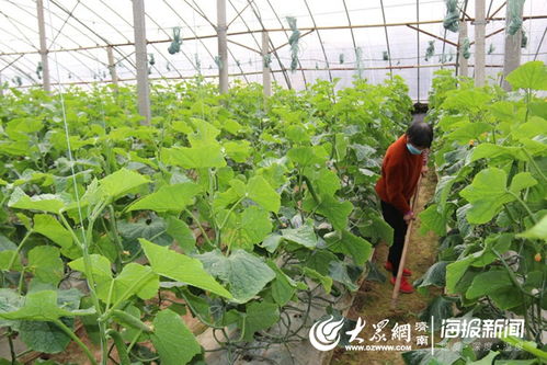 章丘曹范街道 加强农业保障，打好丰收基础